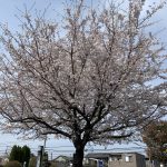 サントピア桜🌸満開！
